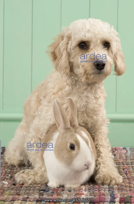 : DOG. Cavapoo with a dutch rabbit : DOG. Cavapoo with a dutch rabbit