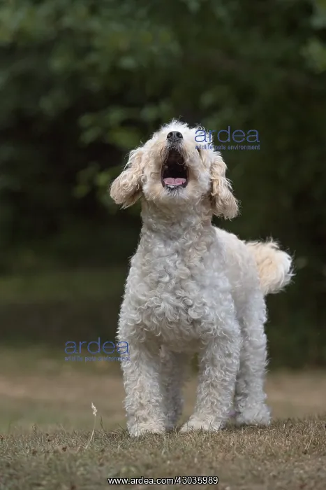  : DOG. Cavapoo in a garden