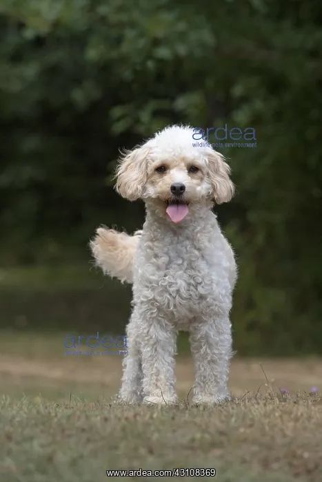  : DOG. Cavapoo in a garden