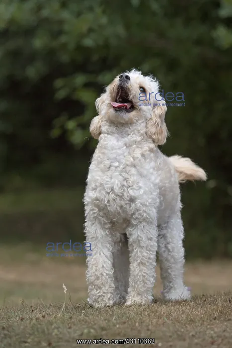  : DOG. Cavapoo in a garden