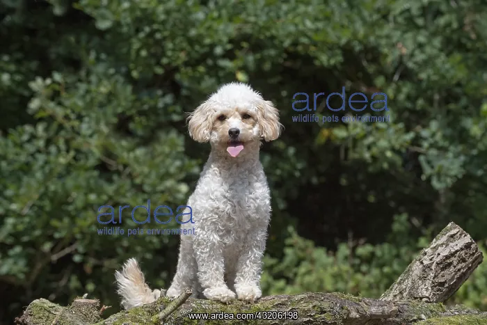  : DOG. Cavapoo in a garden