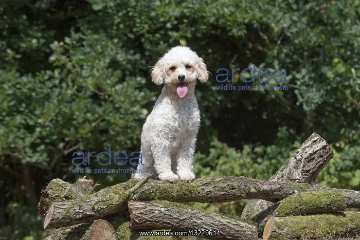 : DOG. Cavapoo in a garden : DOG. Cavapoo in a garden