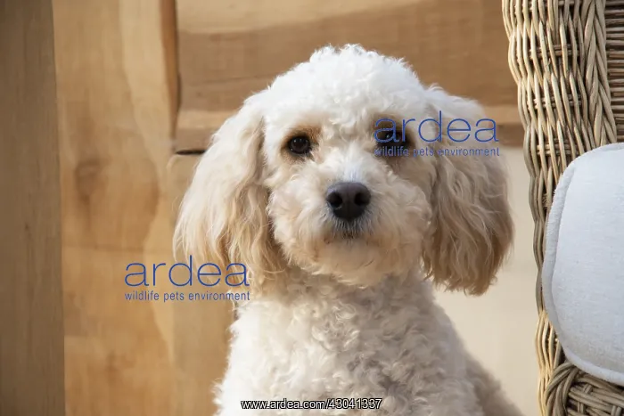 : DOG. Cavapoo head shot : DOG. Cavapoo head shot