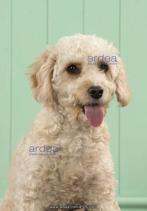 : DOG. Cavapoo head & shoulders, smile DOG. Cavapoo : DOG. Cavapoo head & shoulders, smile DOG. Cavapoo