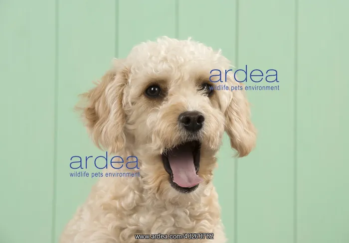 : DOG. Cavapoo head & shoulders, smile DOG. Cavapoo : DOG. Cavapoo head & shoulders, smile DOG. Cavapoo