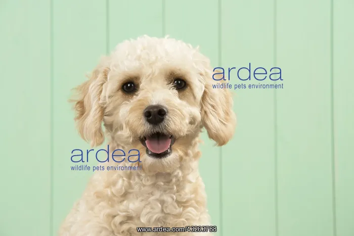 : DOG. Cavapoo head & shoulders, smile DOG. Cavapoo : DOG. Cavapoo head & shoulders, smile DOG. Cavapoo