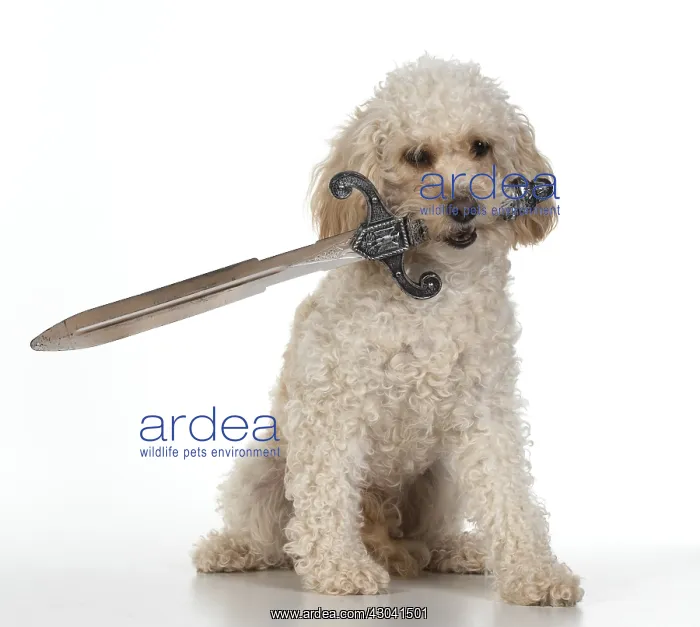  : DOG. Cavapoo holding a pirates sword