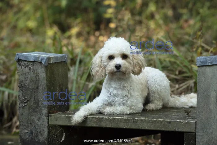  : DOG, Cavapoo on a jetty, autumn
