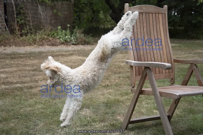  : DOG. Cavapoo jumping out of a garden chair