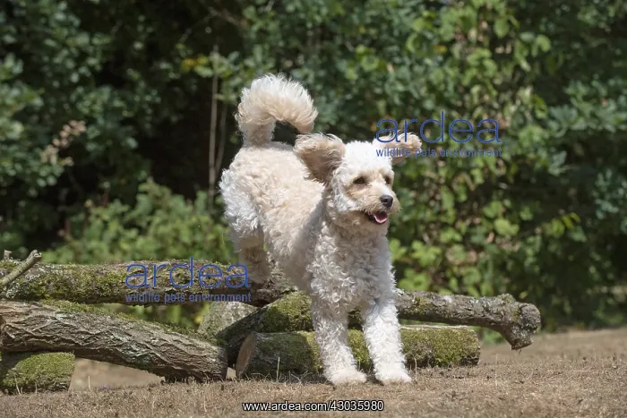  : DOG. Cavapoo jumping over logs