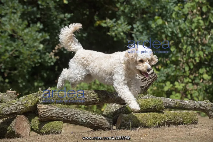  : DOG. Cavapoo jumping over logs