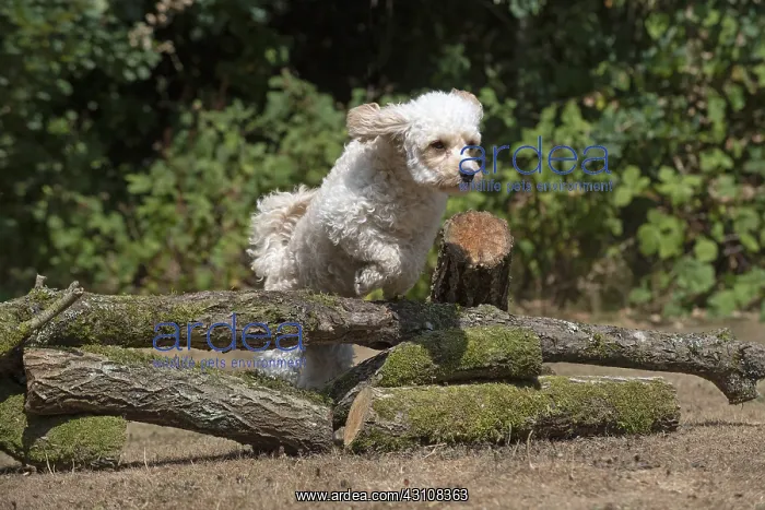  : DOG. Cavapoo jumping over logs