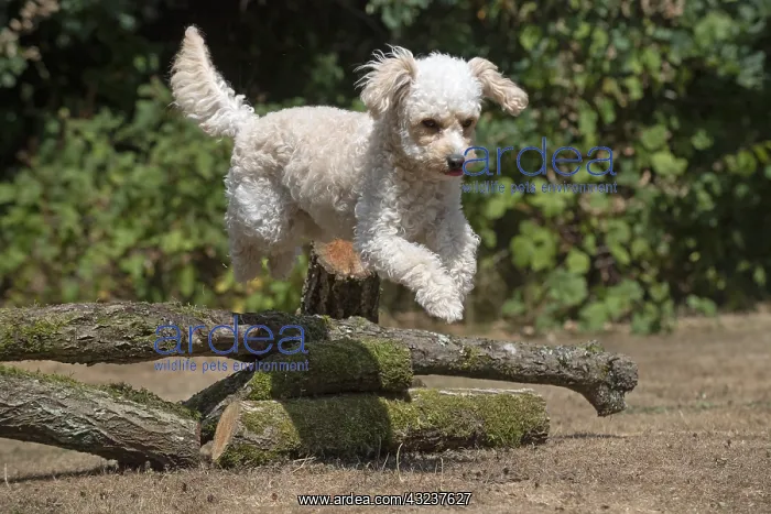  : DOG. Cavapoo jumping over logs
