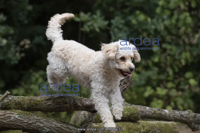  : DOG. Cavapoo jumping over logs