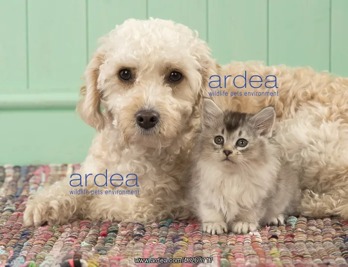 : DOG. Cavapoo with kitten ( 7 weeks old ) : DOG. Cavapoo with kitten ( 7 weeks old )