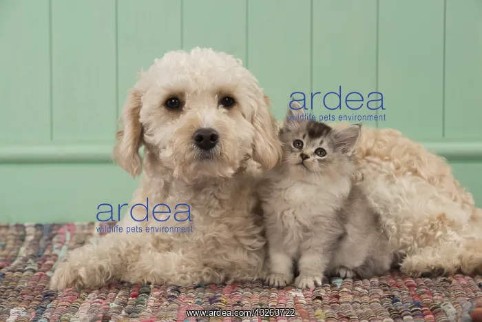 : DOG. Cavapoo with kitten ( 7 weeks old ) : DOG. Cavapoo with kitten ( 7 weeks old )