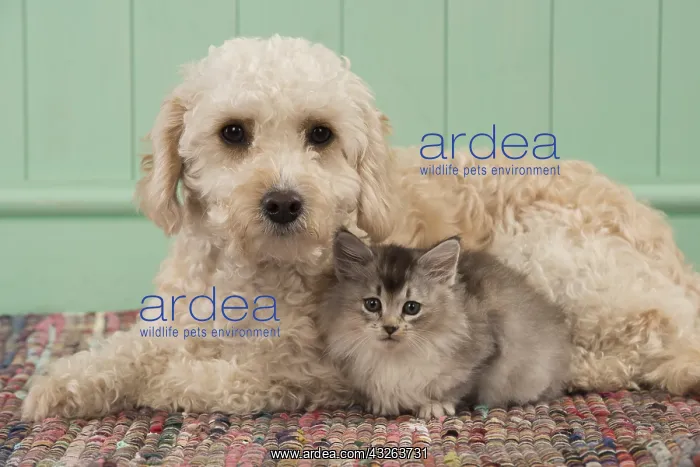 : DOG. Cavapoo with kitten ( 7 weeks old ) : DOG. Cavapoo with kitten ( 7 weeks old )