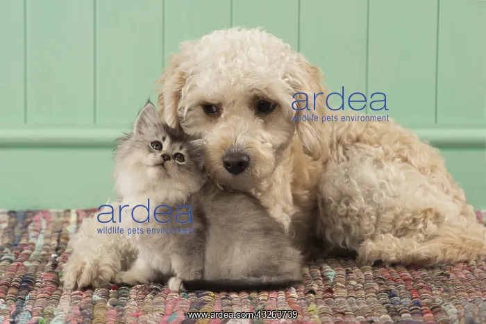 : DOG. Cavapoo with kitten ( 7 weeks old ) : DOG. Cavapoo with kitten ( 7 weeks old )