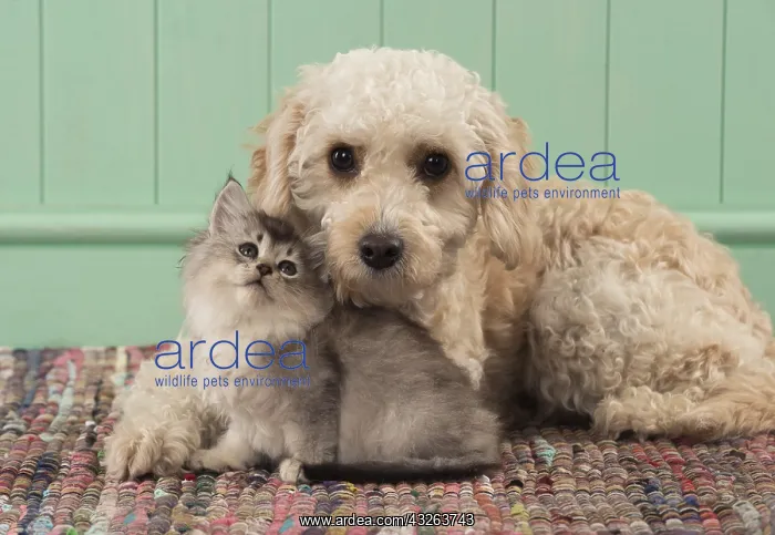 : DOG. Cavapoo with kitten ( 7 weeks old ) : DOG. Cavapoo with kitten ( 7 weeks old )