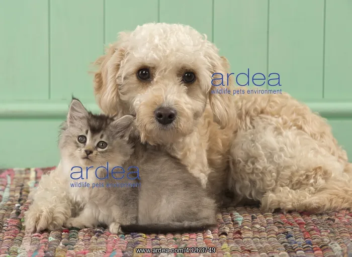 : DOG. Cavapoo with kitten ( 7 weeks old ) : DOG. Cavapoo with kitten ( 7 weeks old )