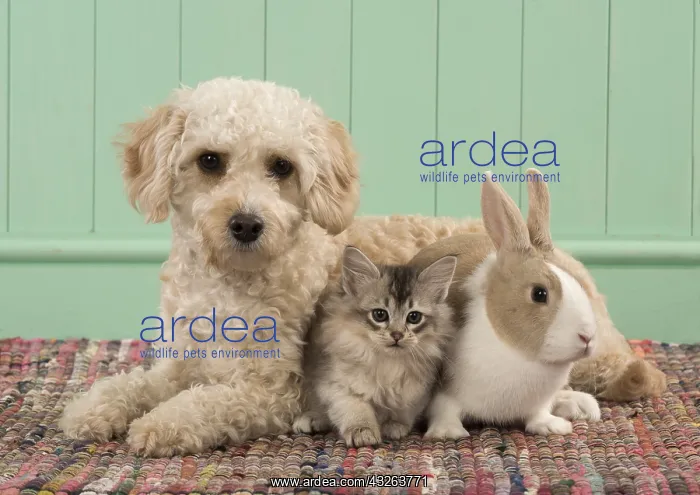 : DOG. Cavapoo with kitten (7 weeks old ) and a rabbit : DOG. Cavapoo with kitten (7 weeks old ) and a rabbit
