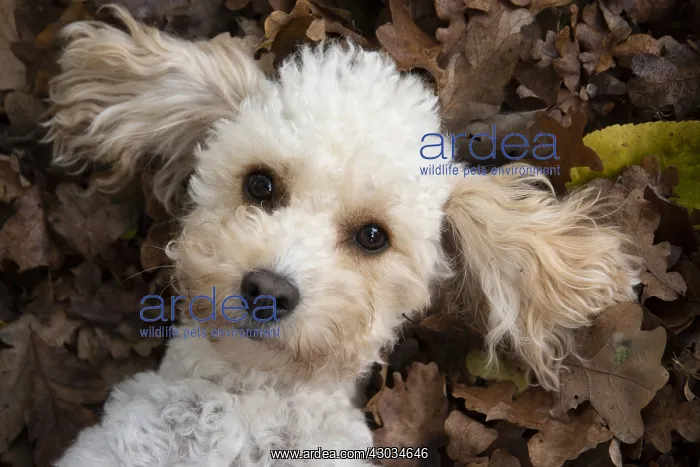  : DOG, Cavapoo laying in autumn leaves