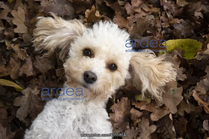  : DOG, Cavapoo laying in autumn leaves