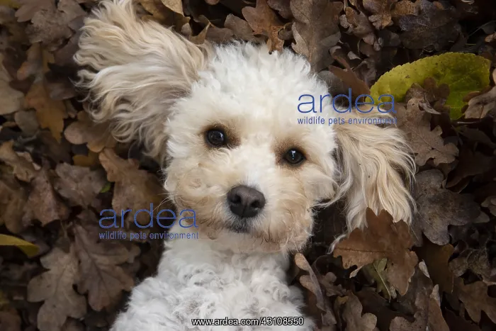  : DOG, Cavapoo laying in autumn leaves