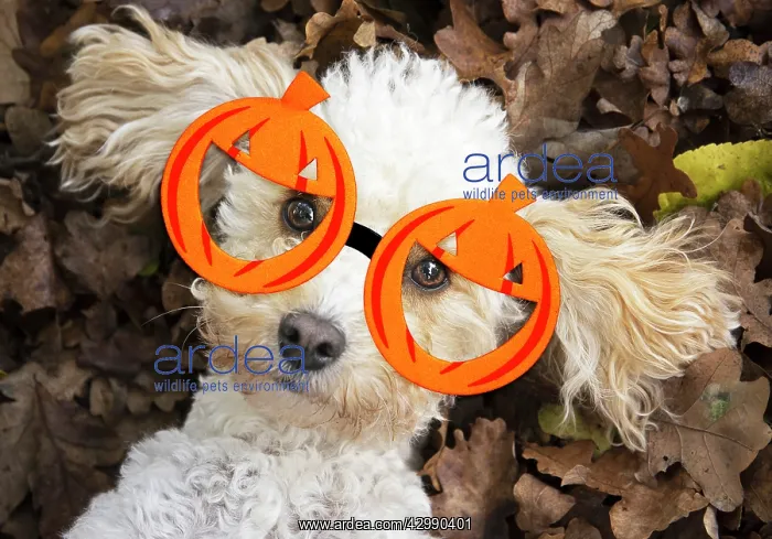 : DOG, Cavapoo laying in autumn leaves wearing Halloween : DOG, Cavapoo laying in autumn leaves wearing Halloween