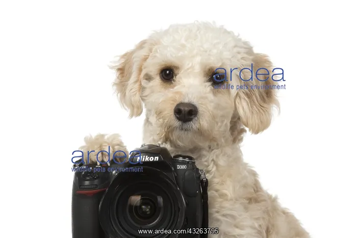 : DOG. Cavapoo looking over a camera : DOG. Cavapoo looking over a camera