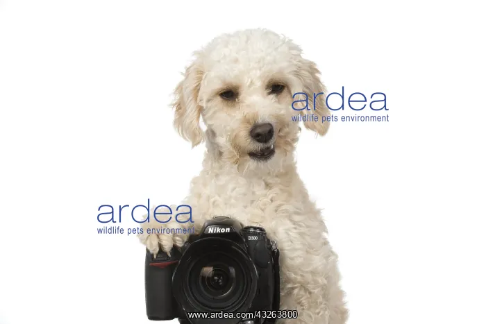 : DOG. Cavapoo looking over a camera : DOG. Cavapoo looking over a camera