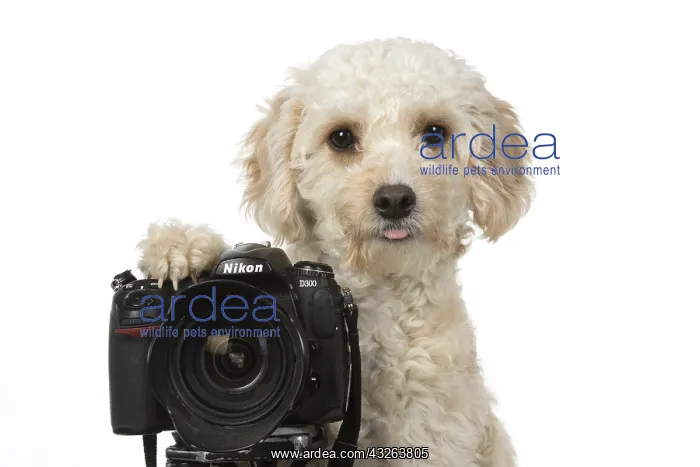 : DOG. Cavapoo looking over a camera : DOG. Cavapoo looking over a camera