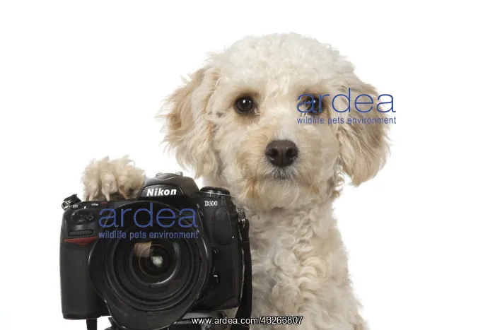 : DOG. Cavapoo looking over a camera : DOG. Cavapoo looking over a camera