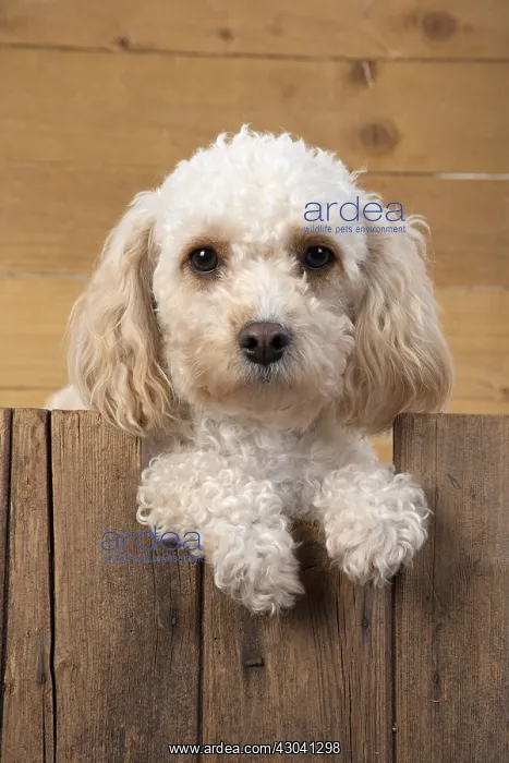  : DOG. Cavapoo with paws over wood
