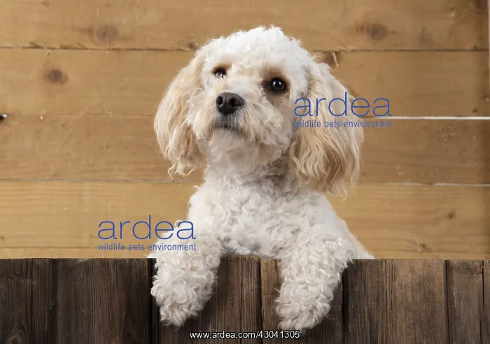  : DOG. Cavapoo with paws over wood