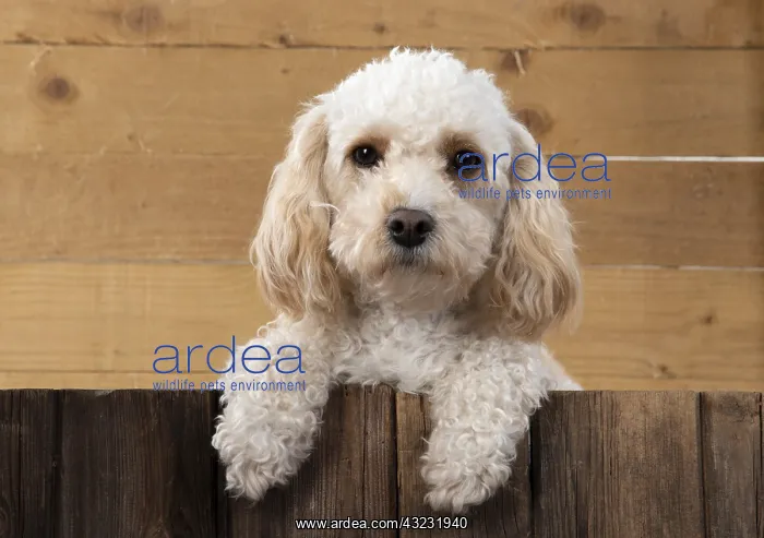  : DOG. Cavapoo with paws over wood