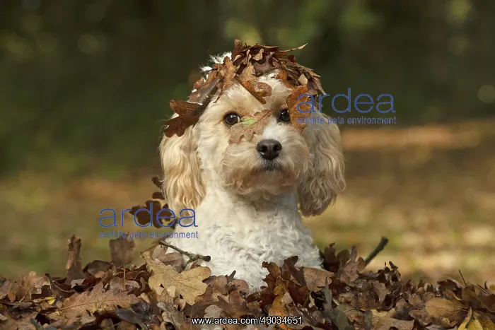  : DOG, Cavapoo in a pile of autumn leaves