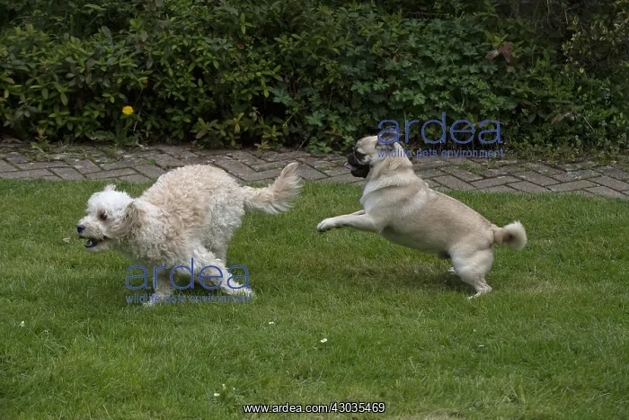 : DOG. Cavapoo and Pug playing and running in a garden : DOG. Cavapoo and Pug playing and running in a garden
