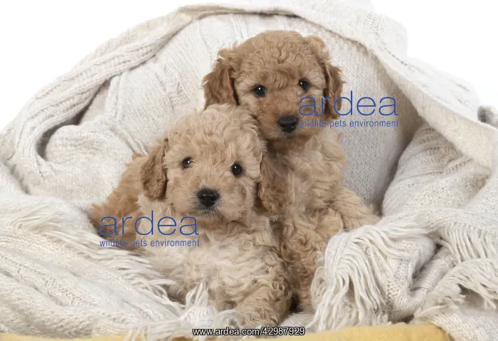 : DOG. Cavapoo puppies 6 weeks old : DOG. Cavapoo puppies 6 weeks old