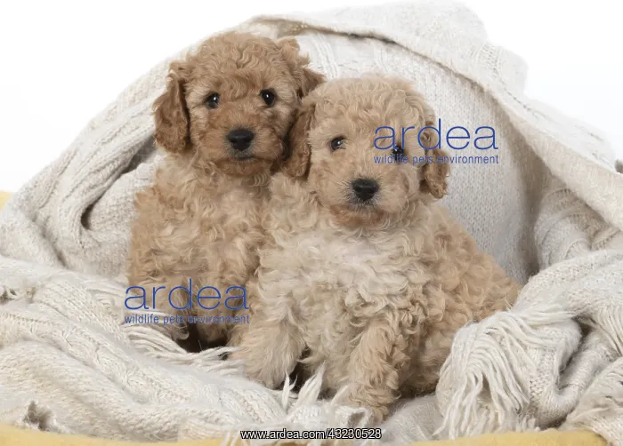 : DOG. Cavapoo puppies 6 weeks old : DOG. Cavapoo puppies 6 weeks old