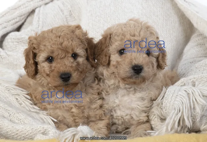 : DOG. Cavapoo puppies 6 weeks old : DOG. Cavapoo puppies 6 weeks old