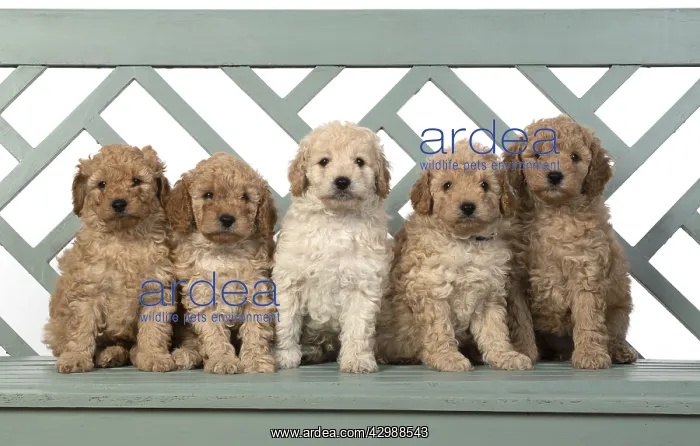 : DOG. Cavapoo puppies, 6 weeks old on a garden bench : DOG. Cavapoo puppies, 6 weeks old on a garden bench