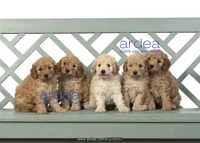 : DOG. Cavapoo puppies, 6 weeks old on a garden bench : DOG. Cavapoo puppies, 6 weeks old on a garden bench
