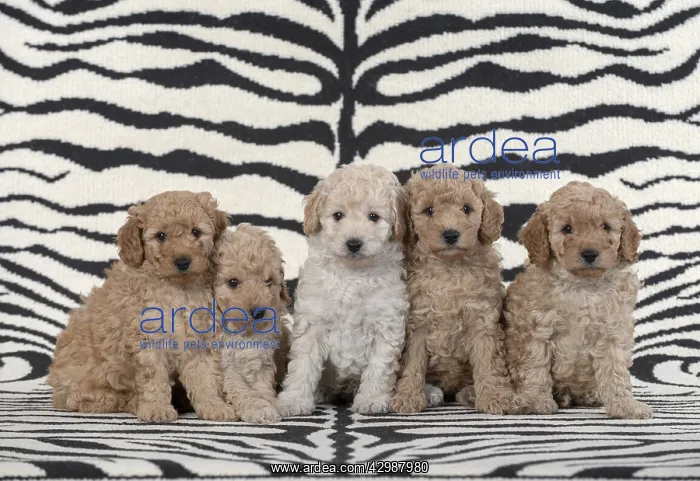 : DOG. Cavapoo puppies (6 weeks old )on zebra patterned rug : DOG. Cavapoo puppies (6 weeks old )on zebra patterned rug