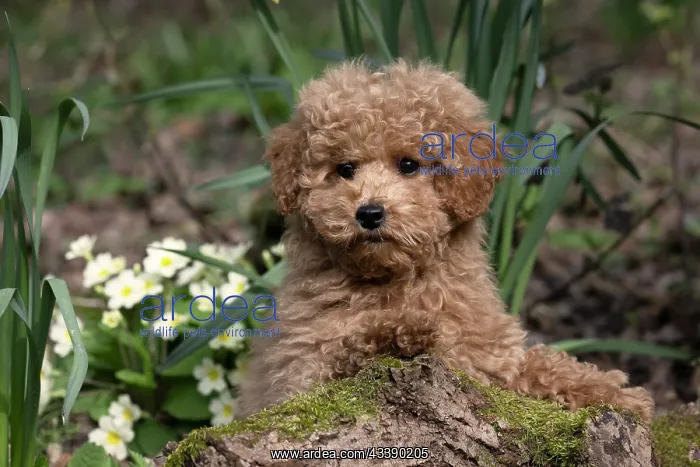: DOG, CAVAPOO, PUPPY, 14 WEEKS OLD, CUTE, IN A GARDEN : DOG, CAVAPOO, PUPPY, 14 WEEKS OLD, CUTE, IN A GARDEN