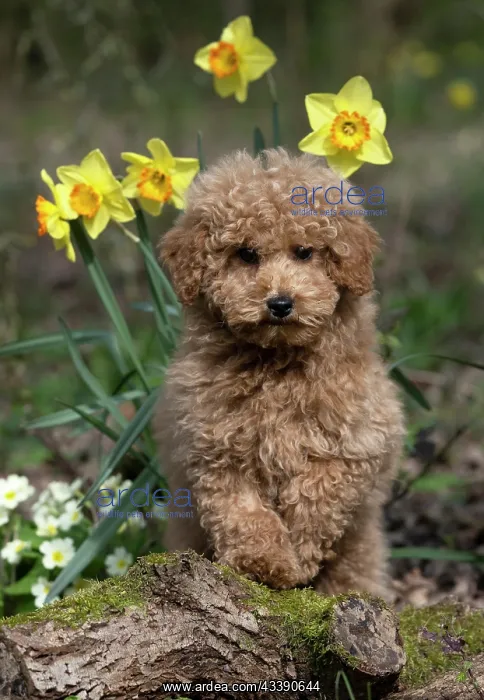 : DOG, CAVAPOO, PUPPY, 14 WEEKS OLD, CUTE, IN A GARDEN : DOG, CAVAPOO, PUPPY, 14 WEEKS OLD, CUTE, IN A GARDEN
