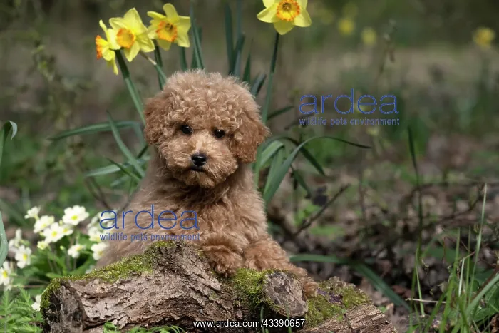 : DOG, CAVAPOO, PUPPY, 14 WEEKS OLD, CUTE, IN A GARDEN : DOG, CAVAPOO, PUPPY, 14 WEEKS OLD, CUTE, IN A GARDEN