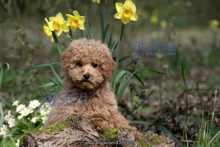: DOG, CAVAPOO, PUPPY, 14 WEEKS OLD, CUTE, IN A GARDEN : DOG, CAVAPOO, PUPPY, 14 WEEKS OLD, CUTE, IN A GARDEN