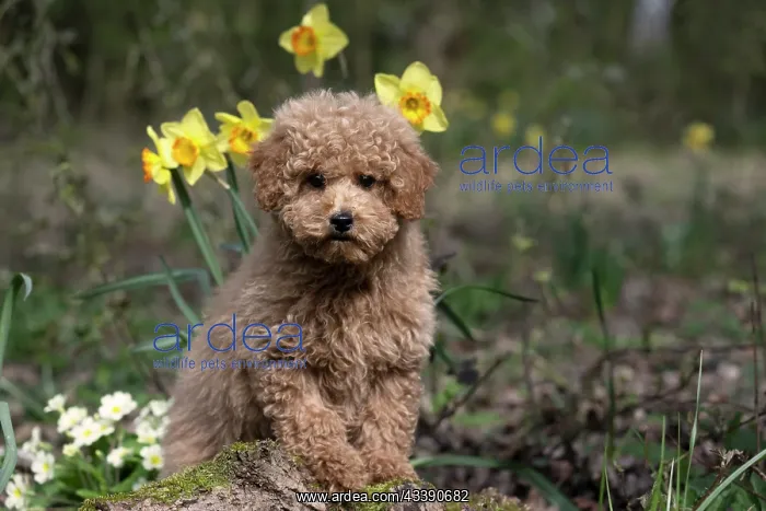 : DOG, CAVAPOO, PUPPY, 14 WEEKS OLD, CUTE, IN A GARDEN : DOG, CAVAPOO, PUPPY, 14 WEEKS OLD, CUTE, IN A GARDEN