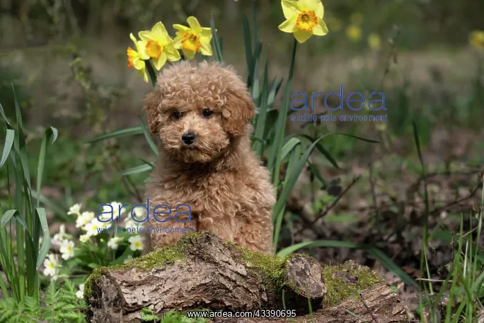 : DOG, CAVAPOO, PUPPY, 14 WEEKS OLD, CUTE, IN A GARDEN : DOG, CAVAPOO, PUPPY, 14 WEEKS OLD, CUTE, IN A GARDEN